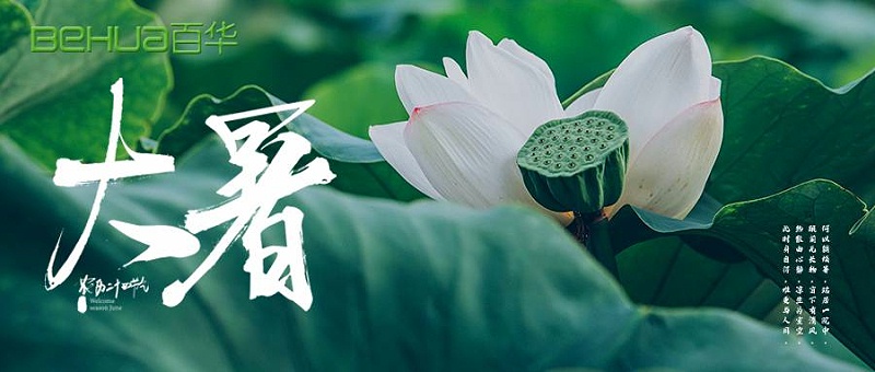 大暑|蝉声嘹亮，夏意正浓